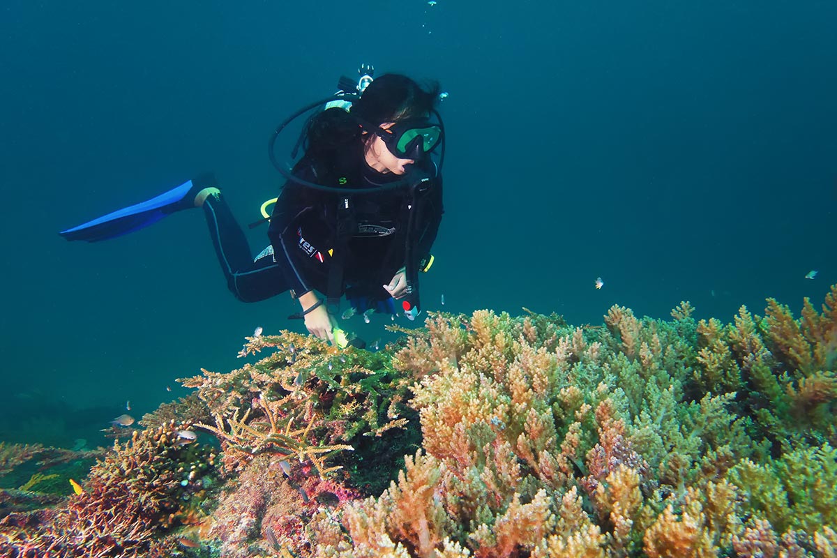 Scuba diving 8784