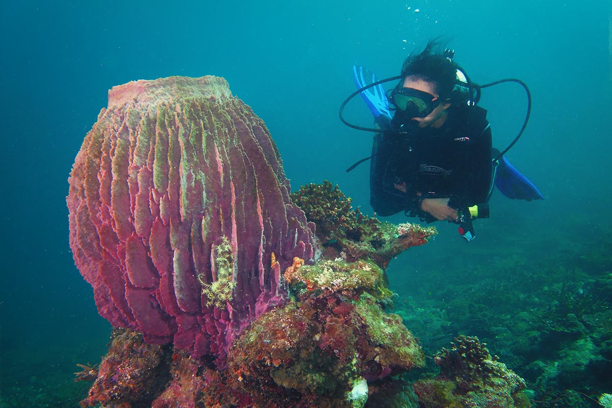 Scuba diving 8831